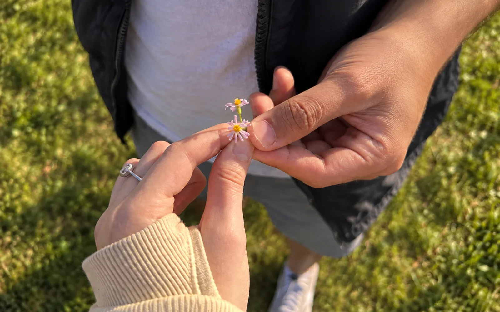 Two hands delicately holding tiny purple flowers together